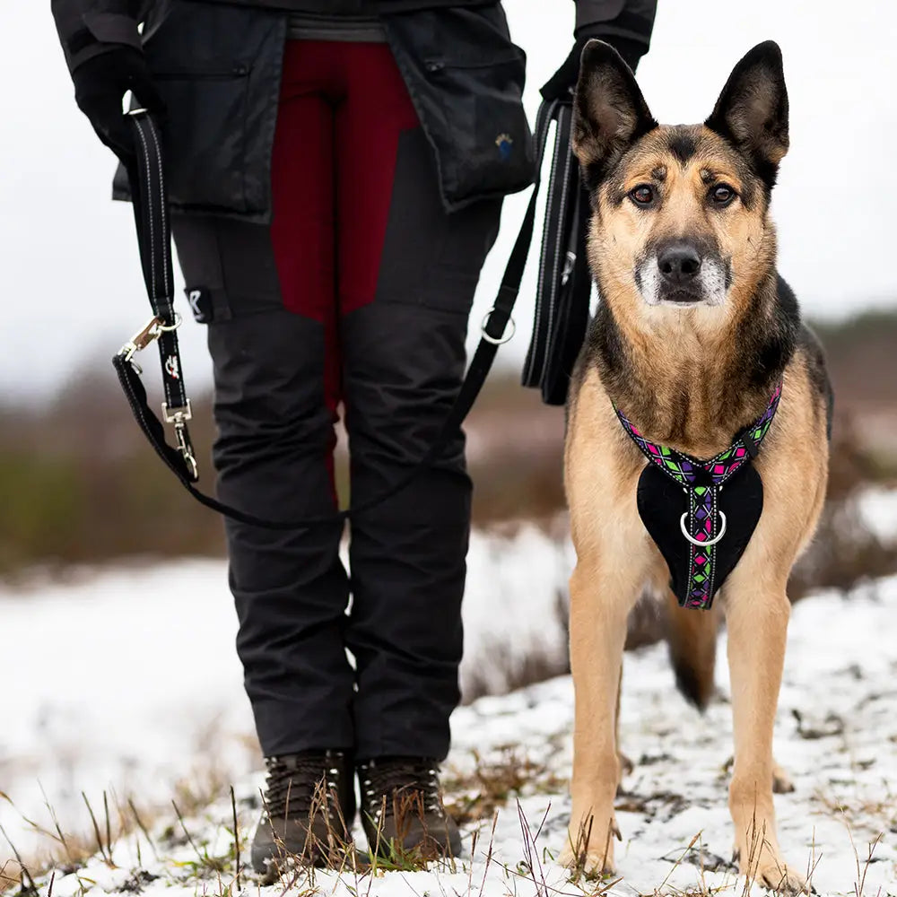 Saksa paimenkoira mustassa ja värikkäässä mønsterikuosisessa finnero rescue monitoimitaluttimessa hopeisilla metallisosilla