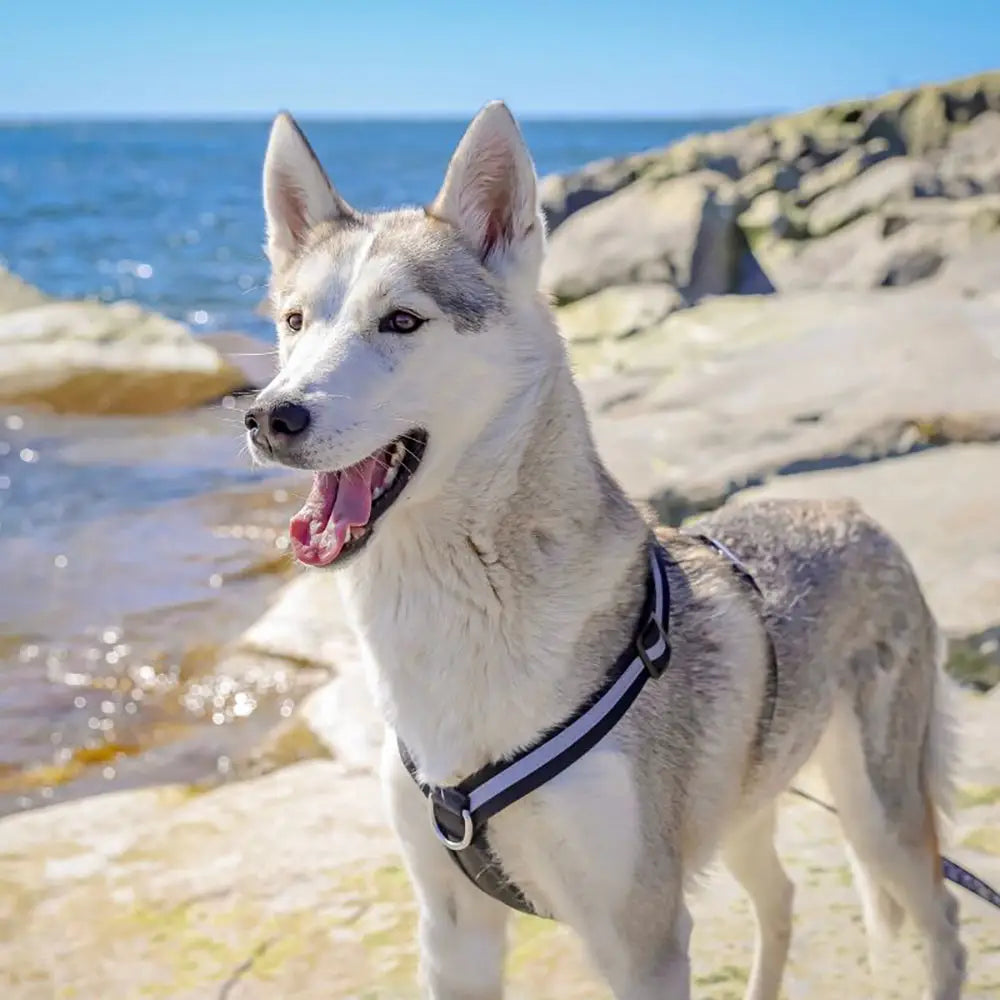 Finnero salon valjas koiralle on mustavalkoinen kestävä panta, jota käyttää husky