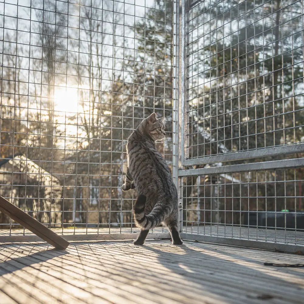 Kissatarhapaketti jämpti jossa raidallinen kissa seisoo metallihäkissä auringonvalossa