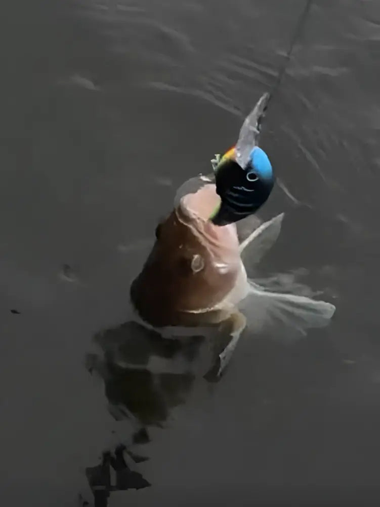 A vibrant blue and black mattamusta wobbler fishing lure with metallic silver hook partially submerged in murky water