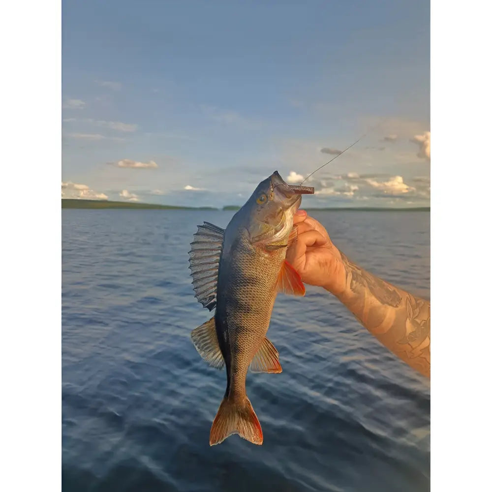 Shaker Baits kelluvat pökäleet jigisarja esittää tuoretta ahventa oransseilla evillä ja hopeansinisenä veden äärellä