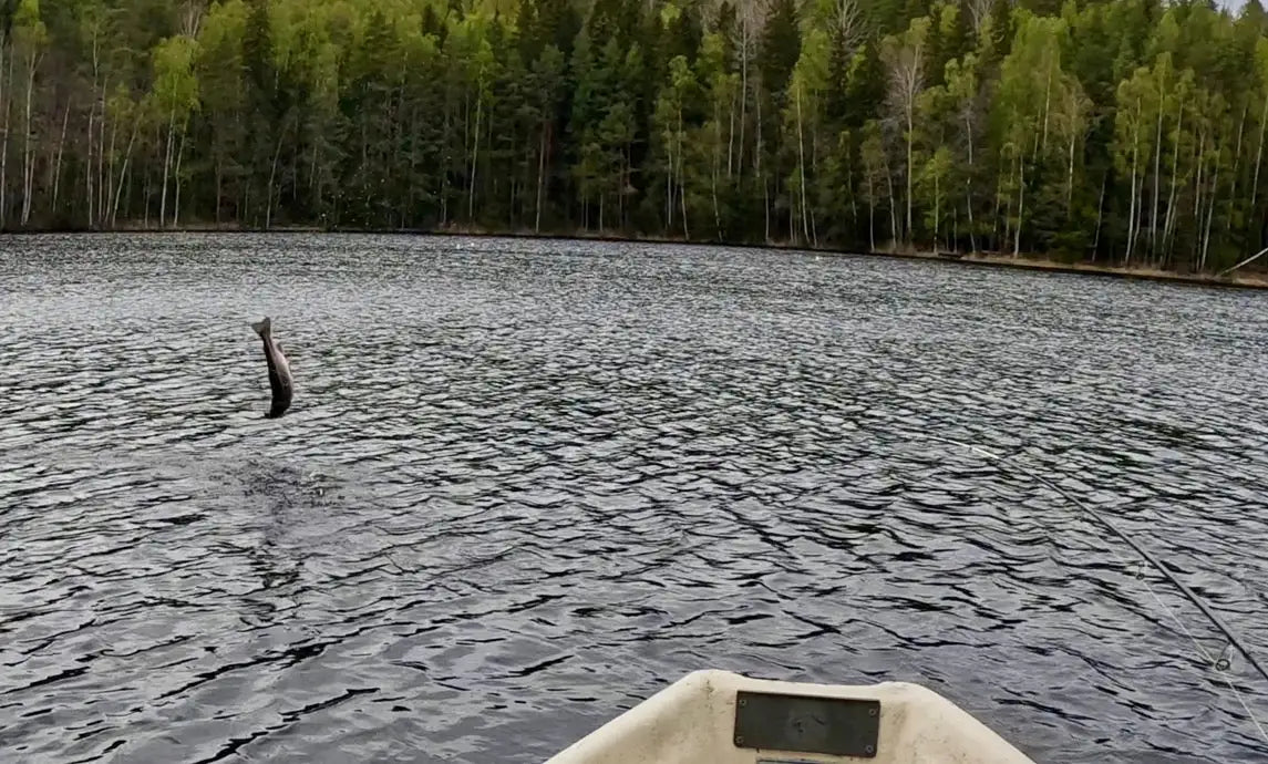 Tumma, tyylikäs kala hyppää vedestä dynaamisessa kaaressa rauhallisen järven yläpuolelle.
