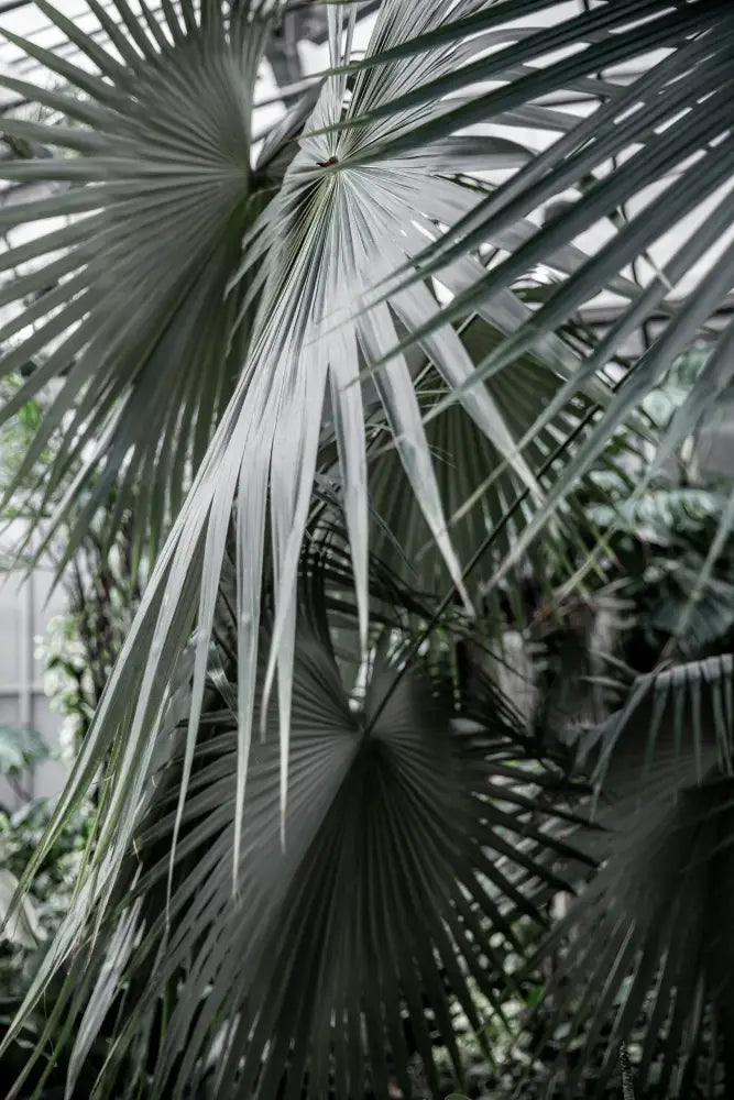 Pale green fan-shaped palm fronds with slender radiating leaflets for vik kankainen kassi large bag design