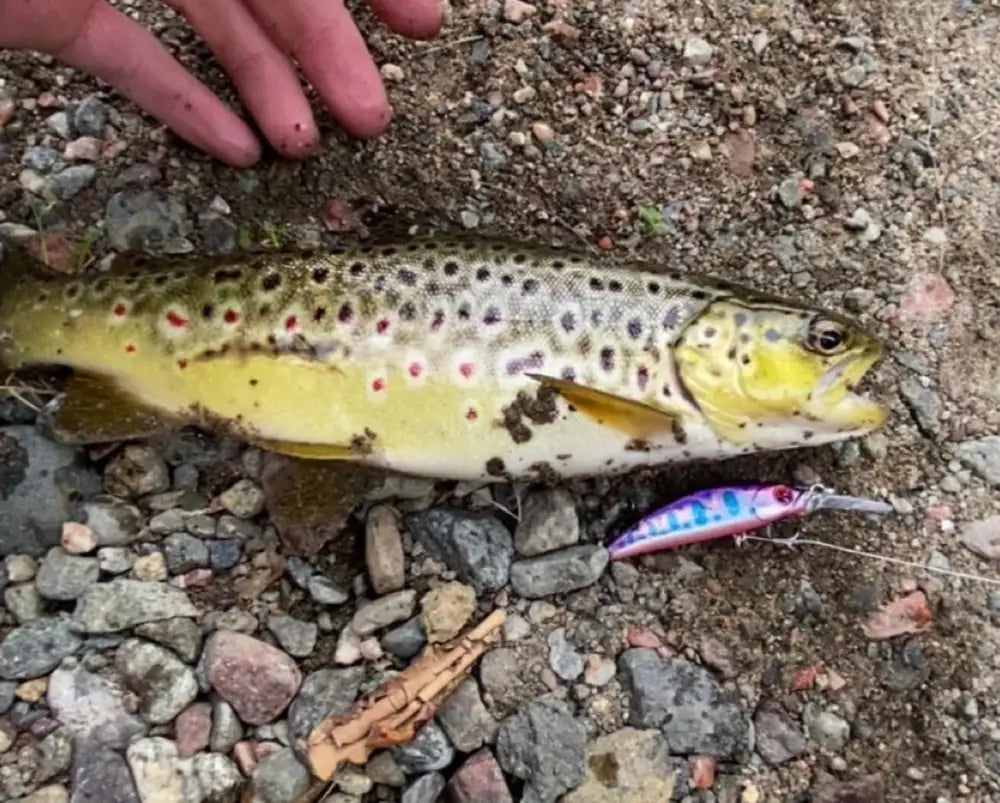 Wildpoint lilla 7cm 6g -värikäs kalajigi kiven päällä ruskean kirjolohen vieressä gravelilla